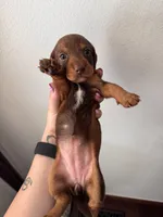 Everest, a female Miniature Dachshund for sale in Seneca, MO – 3 of 3