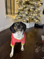 Otis, a male Beagle and Cocker Spaniel for sale in Seneca, MO – 7 of 9