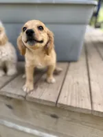 Little , a male Cavapoo for sale in Seneca, MO – 2 of 3