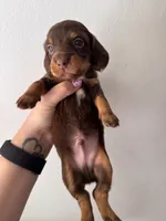 Rubble, a male Miniature Dachshund for sale in Seneca, MO – 1 of 5