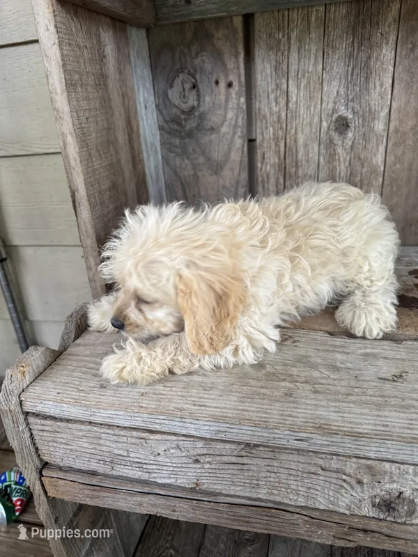 Duke – Cavapoo puppy for sale in Seneca, MO