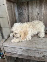 Duke, a male Cavapoo for sale in Seneca, MO – 1 of 2