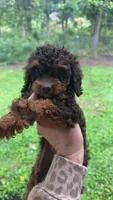 Sally jr, a female Cockapoo for sale in Seneca, MO – 2 of 5