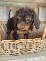 Sally jr, a female Cockapoo for sale in Seneca, MO – 4 of 5