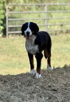 Luna, a female Bernese Mountain Dog for sale in Seneca, MO – Photo 1 of 2