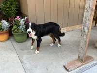 Luna, a female Bernese Mountain Dog for sale in Seneca, MO – Photo 2 of 2