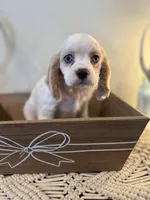 Bear, a male Cockalier for sale in Seneca, MO – Photo 3 of 3