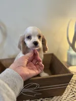 Bear, a male Cockalier for sale in Seneca, MO – Photo 2 of 3