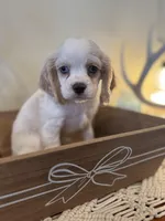 Bear, a male Cockalier for sale in Seneca, MO – Photo 1 of 3