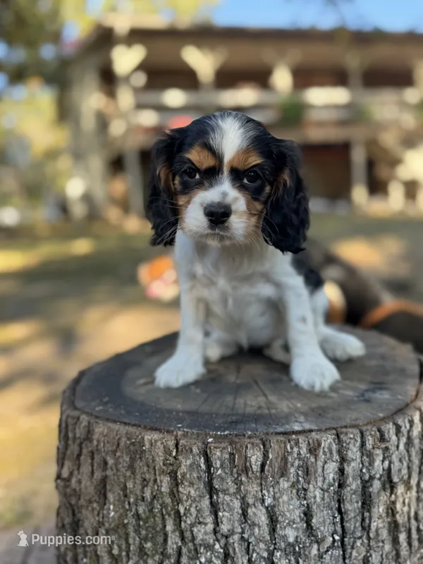 Lady, a female Cockalier for sale in Seneca, MO – 1 of 1