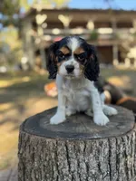 Lady, a female Cockalier for sale in Seneca, MO – 1 of 1