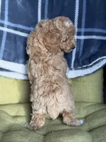 Kitty, a female Poodle - Miniature  for sale in Seneca, MO – 2 of 3