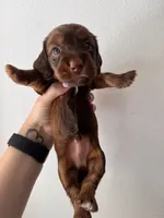 Chase , a male Miniature Dachshund for sale in Seneca, MO – 4 of 5