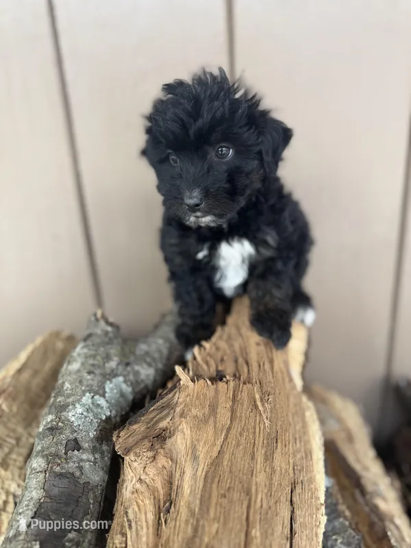 Star – Miniature Aussiedoodle puppy for sale in Seneca, MO