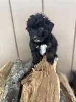 Star, a female Miniature Aussiedoodle for sale in Seneca, MO – Photo 1 of 3