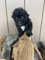 Star, a female Miniature Aussiedoodle for sale in Seneca, MO – Photo 3 of 3