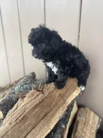 Star, a female Miniature Aussiedoodle for sale in Seneca, MO – Photo 2 of 3