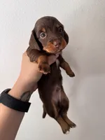 Rubble, a male Miniature Dachshund for sale in Seneca, MO – 2 of 5