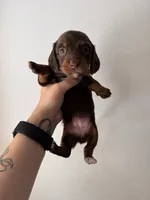 Skye, a female Miniature Dachshund for sale in Seneca, MO – 2 of 4