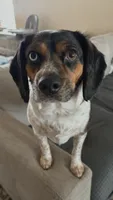 Otis, a male Beagle and Cocker Spaniel for sale in Seneca, MO – 2 of 9