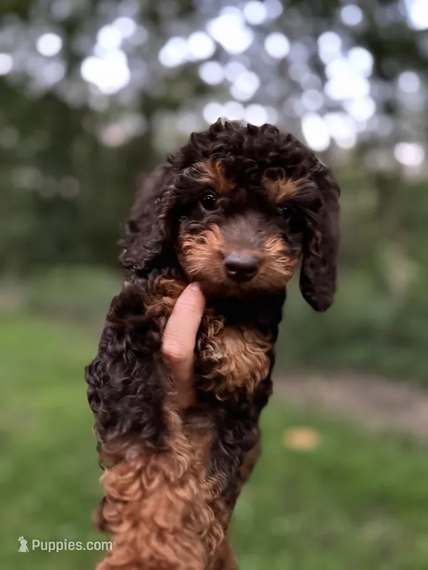 Sally jr – Cockapoo puppy for sale in Seneca, MO