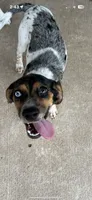 Otis, a male Beagle and Cocker Spaniel for sale in Seneca, MO – 8 of 9