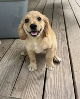 Little , a male Cavapoo for sale in Seneca, MO – 3 of 3