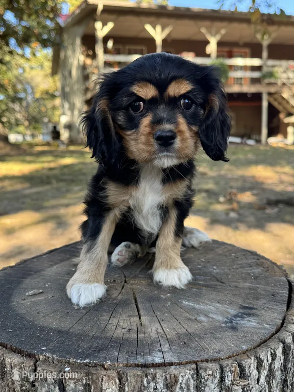 Dottie, a female Cockalier for sale in Seneca, MO – 1 of 1
