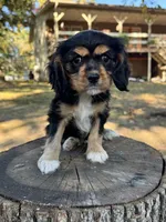 Dottie, a female Cockalier for sale in Seneca, MO – 1 of 1