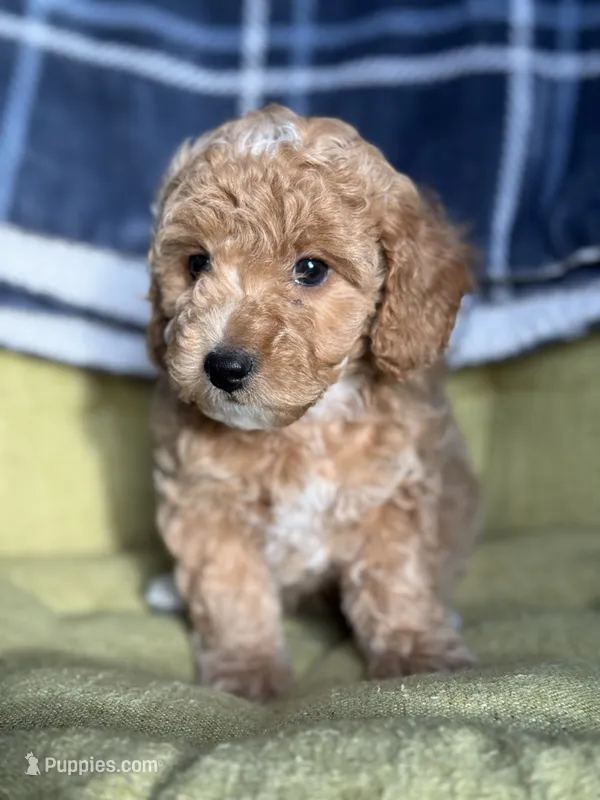 Kitty, a female Poodle - Miniature  for sale in Seneca, MO – 1 of 3
