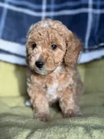 Kitty, a female Poodle - Miniature  for sale in Seneca, MO – 1 of 3