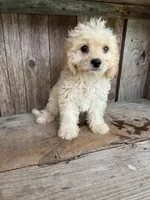 Duke, a male Cavapoo for sale in Seneca, MO – 2 of 2