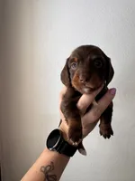 Skye, a female Miniature Dachshund for sale in Seneca, MO – 1 of 4