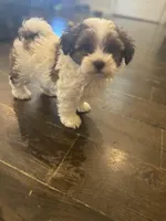 Todd, a male Maltipoo for sale in Seneca, MO – Photo 3 of 3