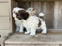 Todd, a male Maltipoo for sale in Seneca, MO – Photo 2 of 3