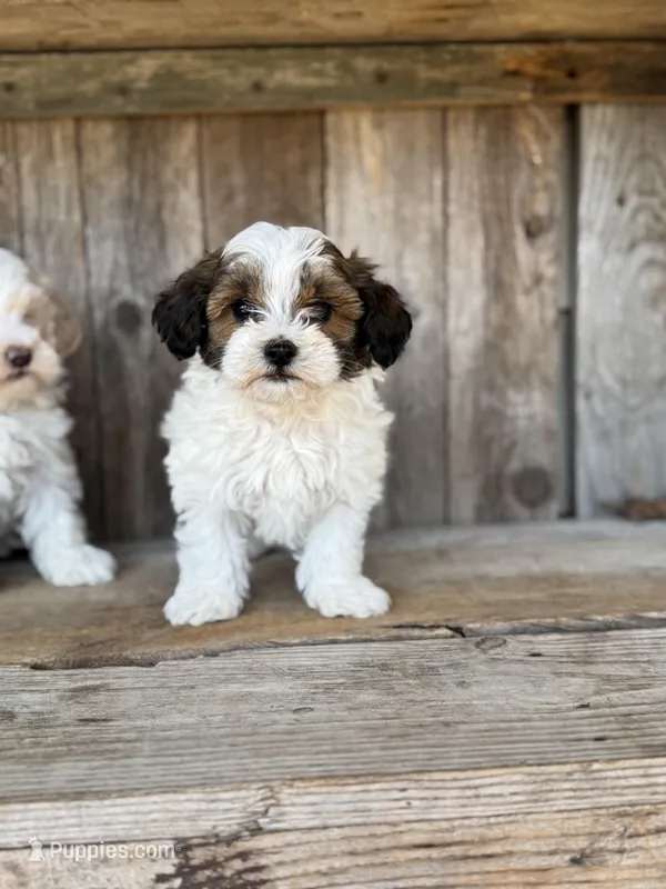 Todd – Maltipoo puppy for sale in Seneca, MO