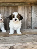 Todd, a male Maltipoo for sale in Seneca, MO – Photo 1 of 3
