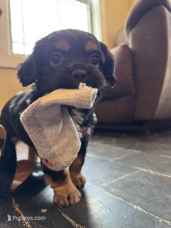 Velma  – Bichon Frise, French Bulldog puppy for sale in Seneca, MO