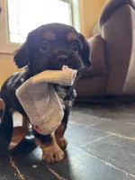 Velma , a female Bichon Frise and French Bulldog for sale in Seneca, MO – Photo 1 of 4