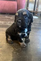 Velma , a female Bichon Frise and French Bulldog for sale in Seneca, MO – Photo 4 of 4