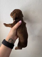 Everest, a female Miniature Dachshund for sale in Seneca, MO – 1 of 3