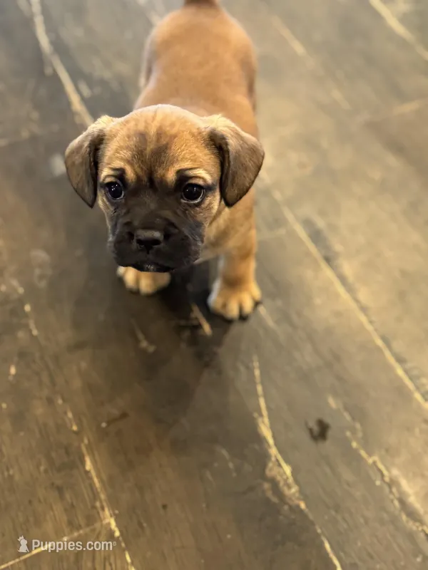 Snoopy – Bichon Frise, French Bulldog puppy for sale in Seneca, MO