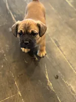 Snoopy, a male Bichon Frise and French Bulldog for sale in Seneca, MO – Photo 1 of 4