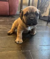 Snoopy, a male Bichon Frise and French Bulldog for sale in Seneca, MO – Photo 3 of 4