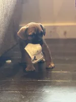 Snoopy, a male Bichon Frise and French Bulldog for sale in Seneca, MO – Photo 2 of 4