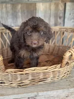 Sky, a female Cockapoo for sale in Seneca, MO – 3 of 3