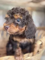Sally jr, a female Cockapoo for sale in Seneca, MO – 5 of 5