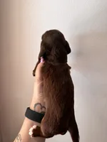 Skye, a female Miniature Dachshund for sale in Seneca, MO – 4 of 4