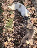 Penny and Pearl , a female French Bulldog for sale in Seneca, MO – 3 of 3