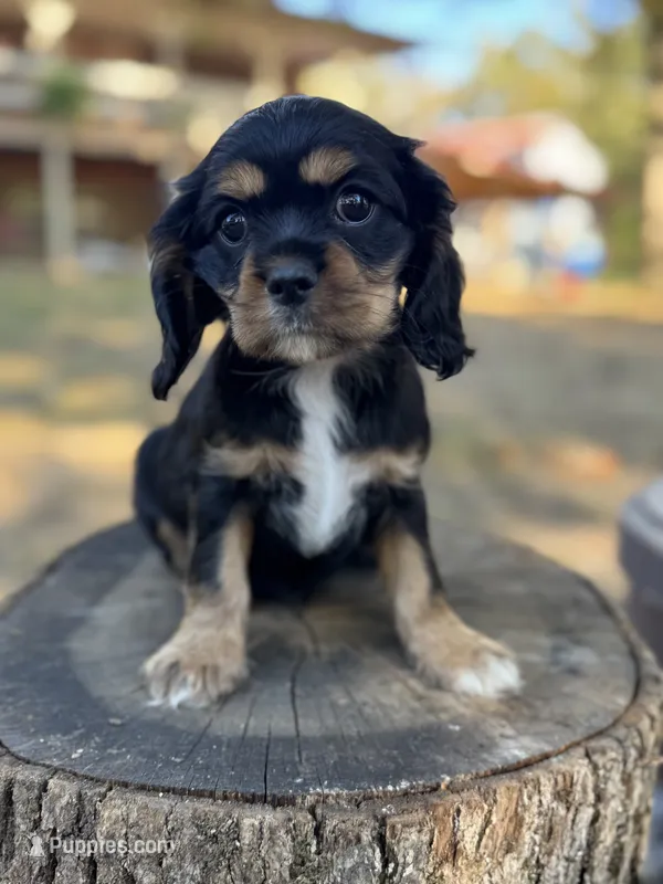 Tilly, a female Cockalier for sale in Seneca, MO – 1 of 1